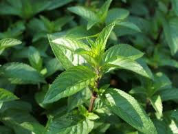 Essential Oil - Peppermint